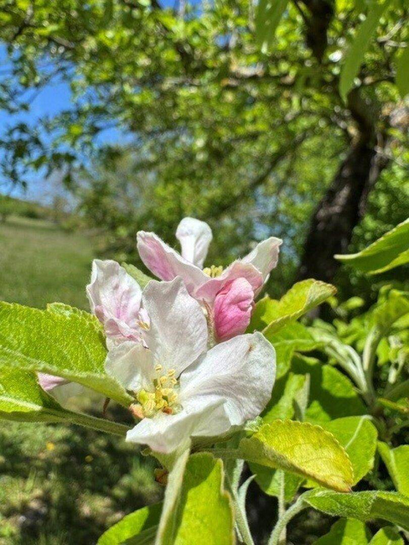 Zarte Apfelblüten in Weiß und Rosa an einem Baum im Garten.
