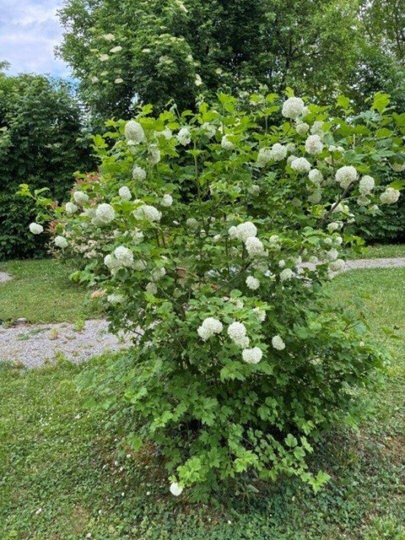 Blühender Strauch mit weißen Blüten im gepflegten Gartenbereich an einem sonnigen Tag.