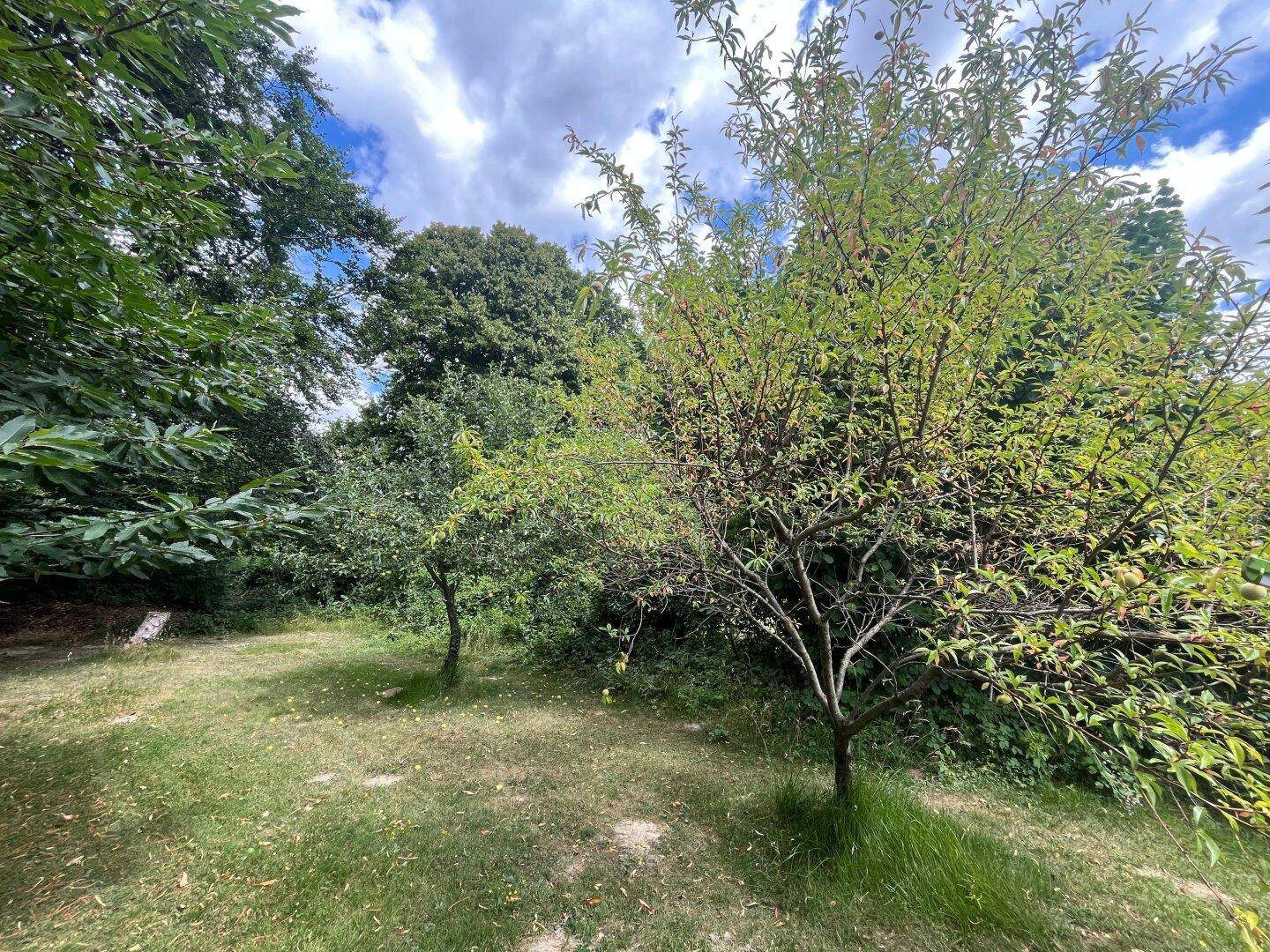 Grüner Gartenbereich mit jungen Obstbäumen und üppiger Vegetation unter blauem Himmel.
