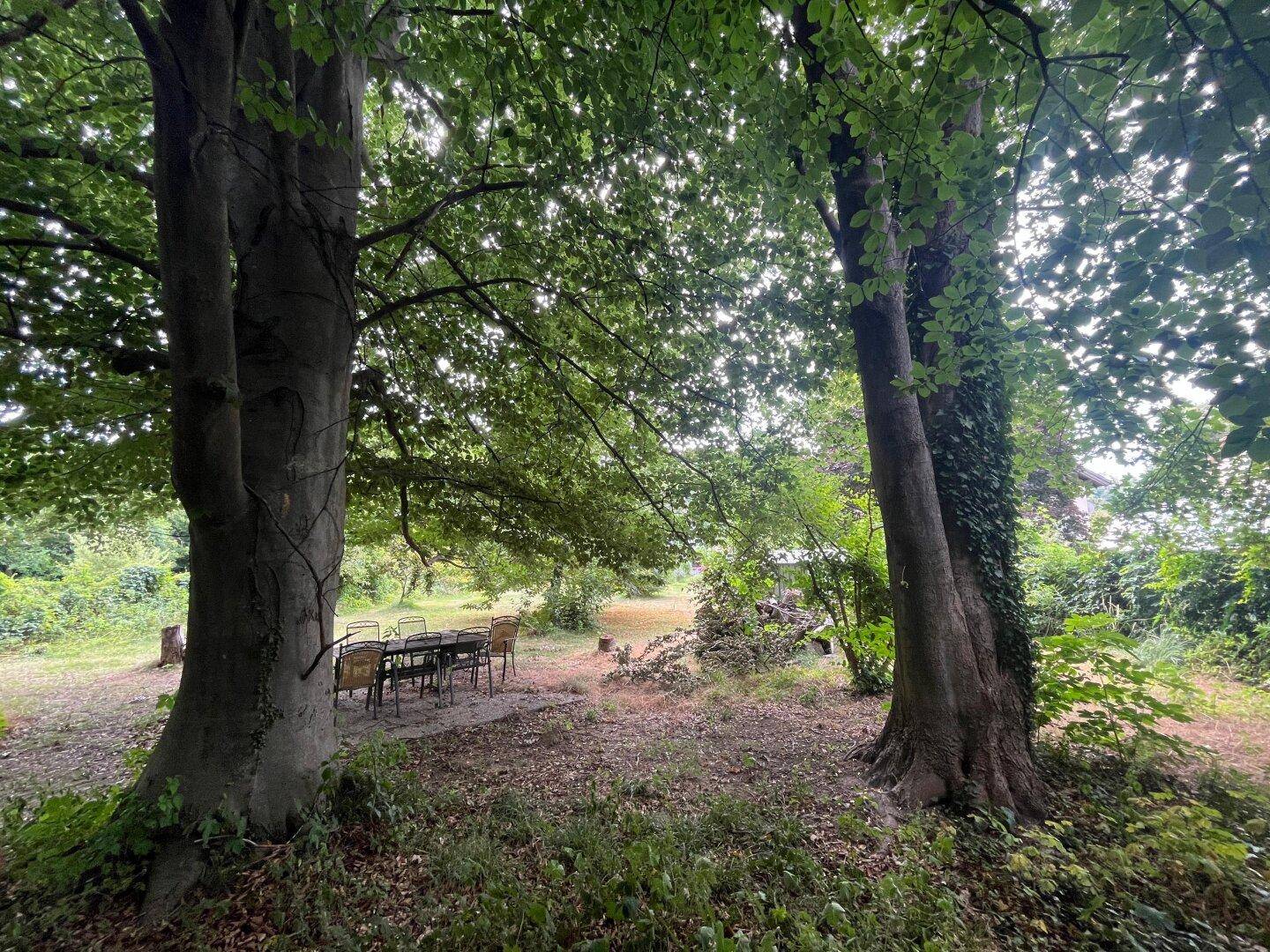 Schattiger Gartenbereich mit altem Baumbestand und einem Essplatz im Freien.