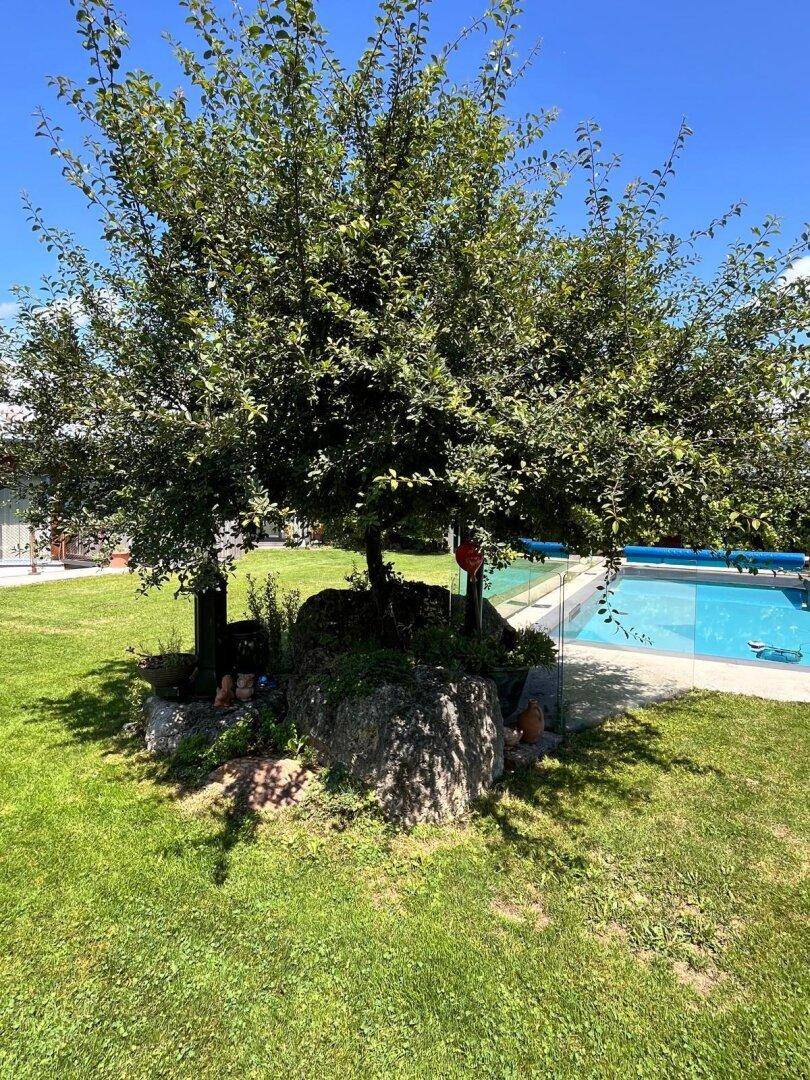 Großer Baum im Garten neben einem Swimmingpool, der zum Entspannen einlädt.