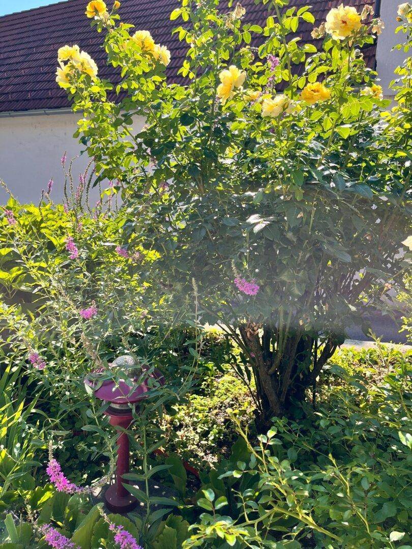 Nahaufnahme eines blühenden gelben Rosenstrauchs in einem gepflegten Garten.