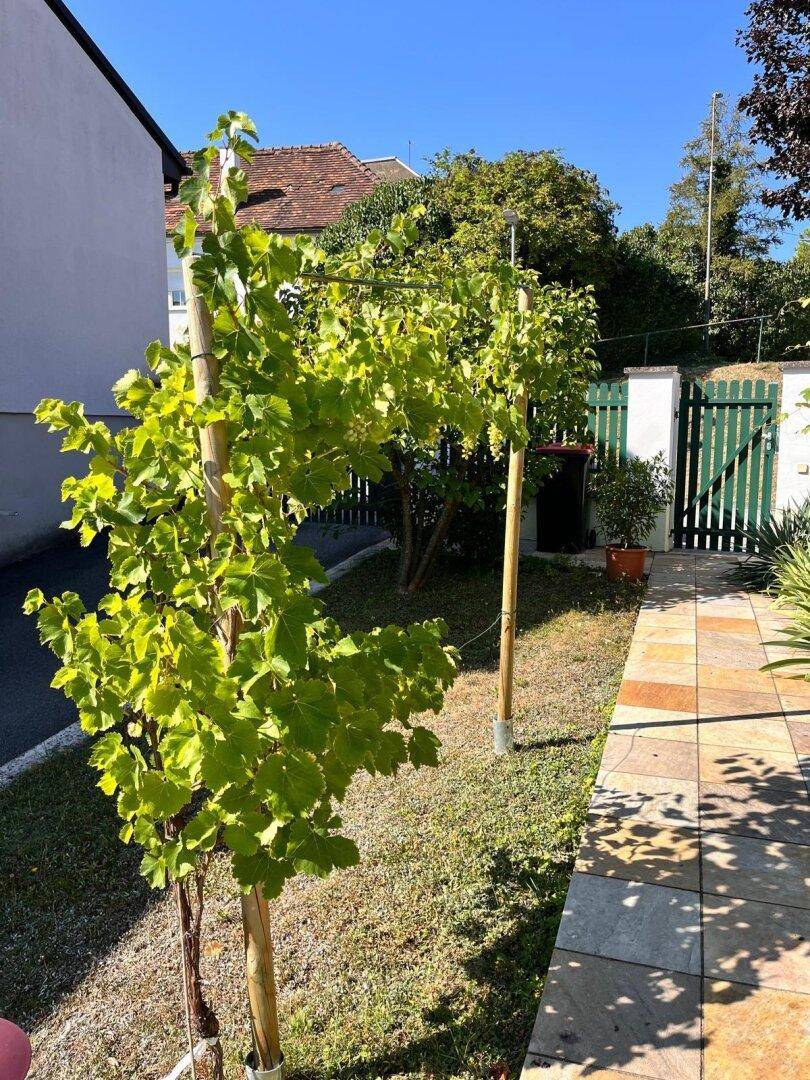 Gartenweg mit jungen Weinreben und einem grünen Holztor im Hintergrund.