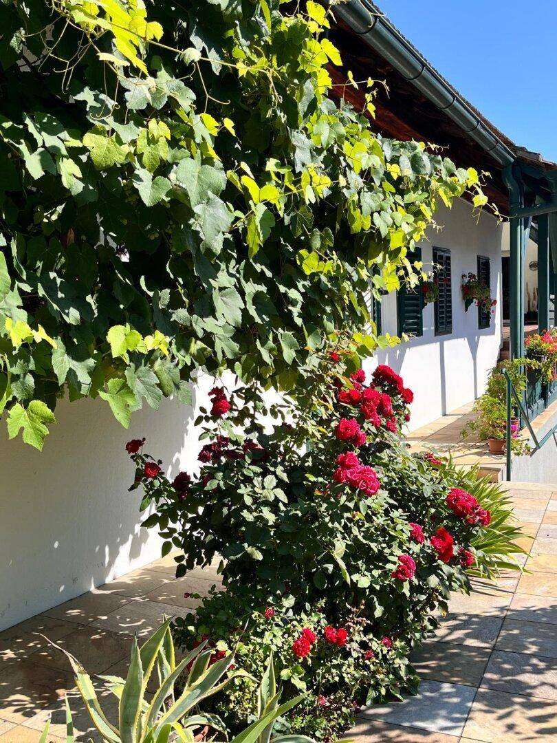 Seitenansicht des Hauses mit Weinreben, roten Rosen und einer gefliesten Terrasse.
