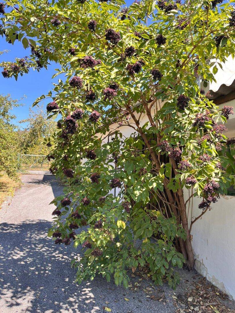 Nahaufnahme eines Strauches mit dunklen Beeren neben der weißen Hauswand.
