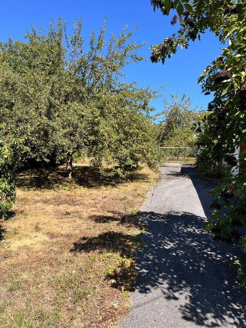Sonniger Gartenweg umgeben von Obstbäumen und üppigem Grün.