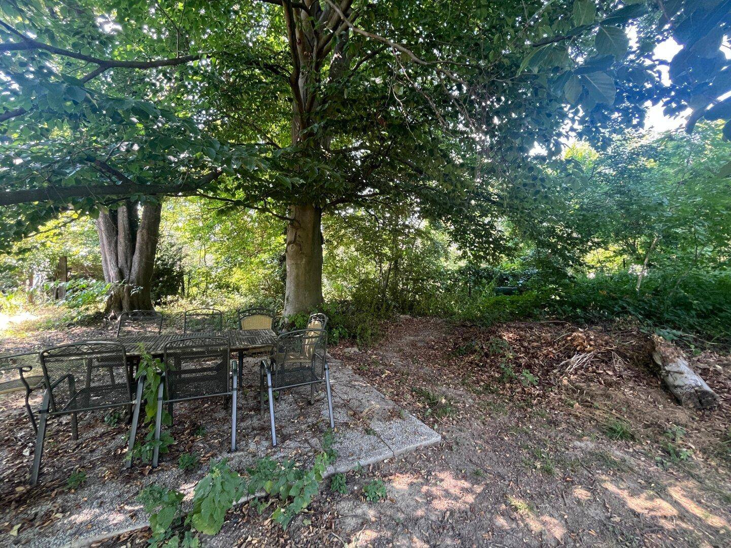 Naturbelassener Gartenbereich mit schattigem Sitzplatz unter großen Bäumen.