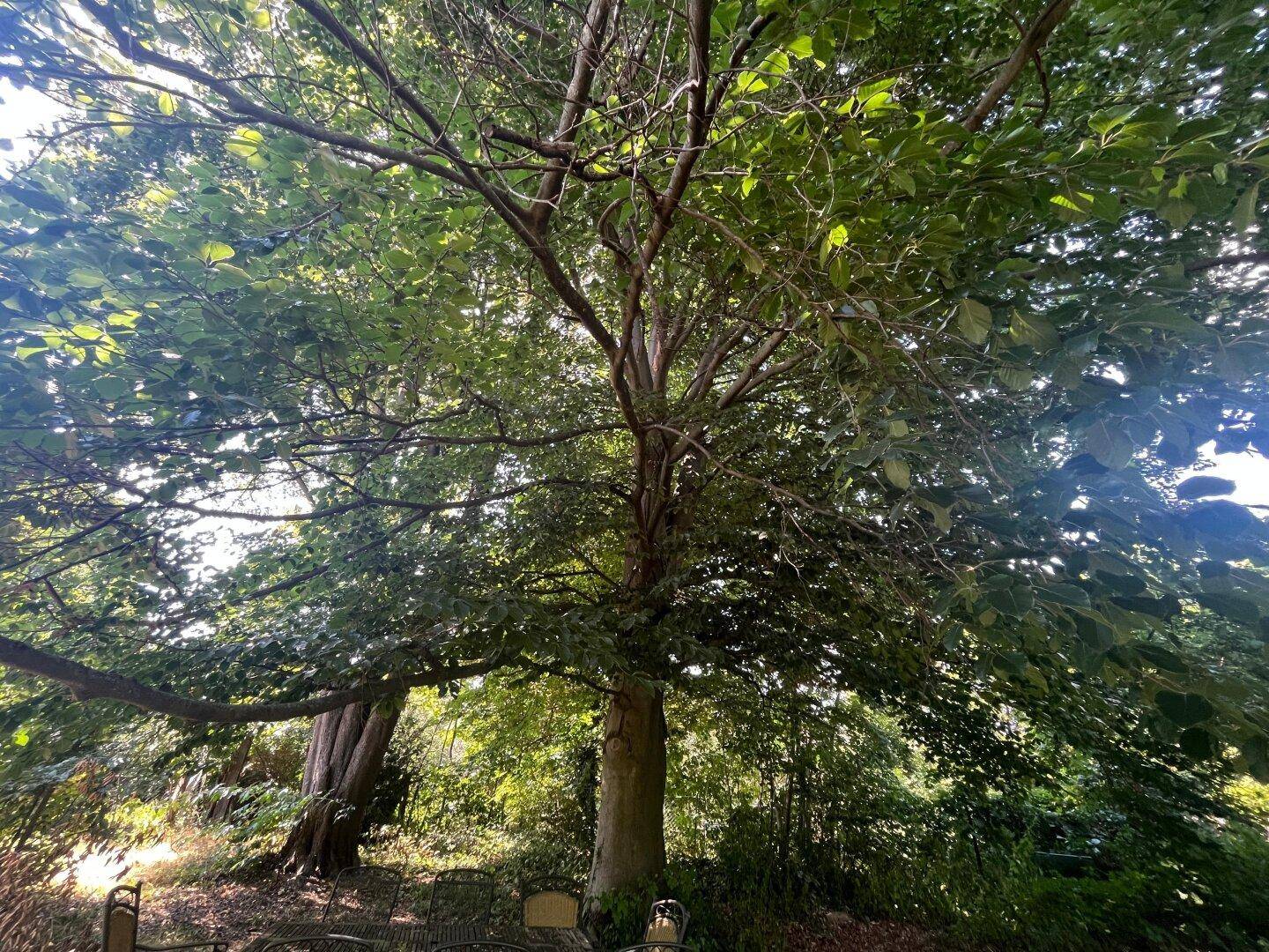 Üppiger Garten mit einem großen, alten Baum, der viel Schatten spendet.