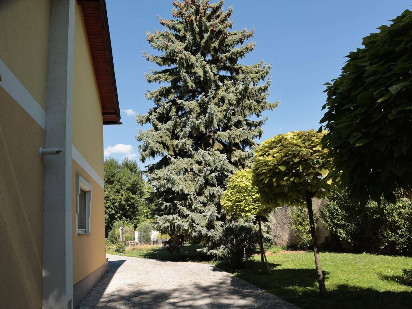 Gepflasterte Auffahrt neben dem Haus, gesäumt von einem großen Nadelbaum und weiteren Bäumen.