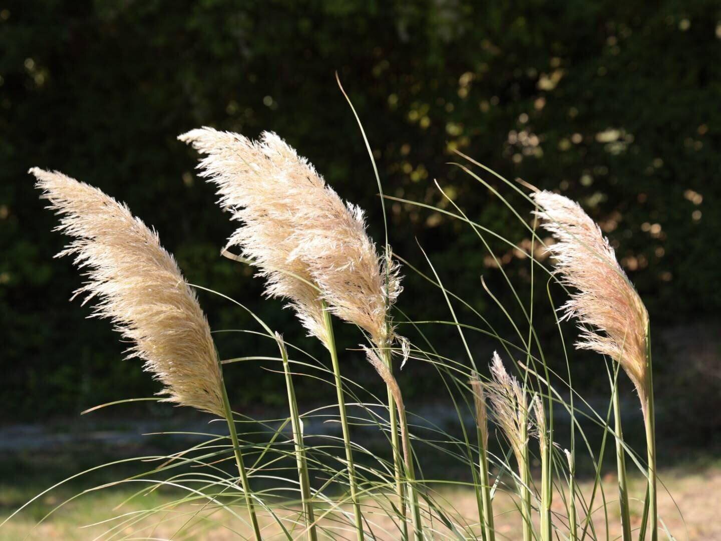 Nahaufnahme von hohen Pampasgras-Wedeln, die im Sonnenlicht sanft im Wind wehen.