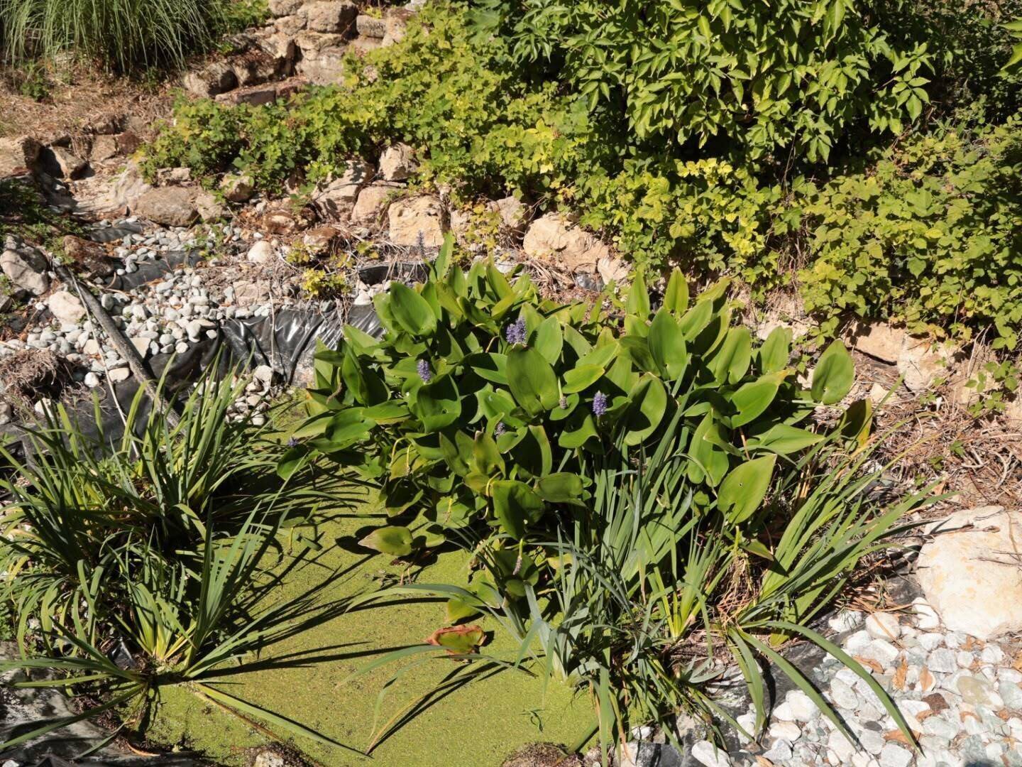 Kleiner Teich oder Wasserbecken mit Wasserpflanzen und umgebenden Steinen im Garten.
