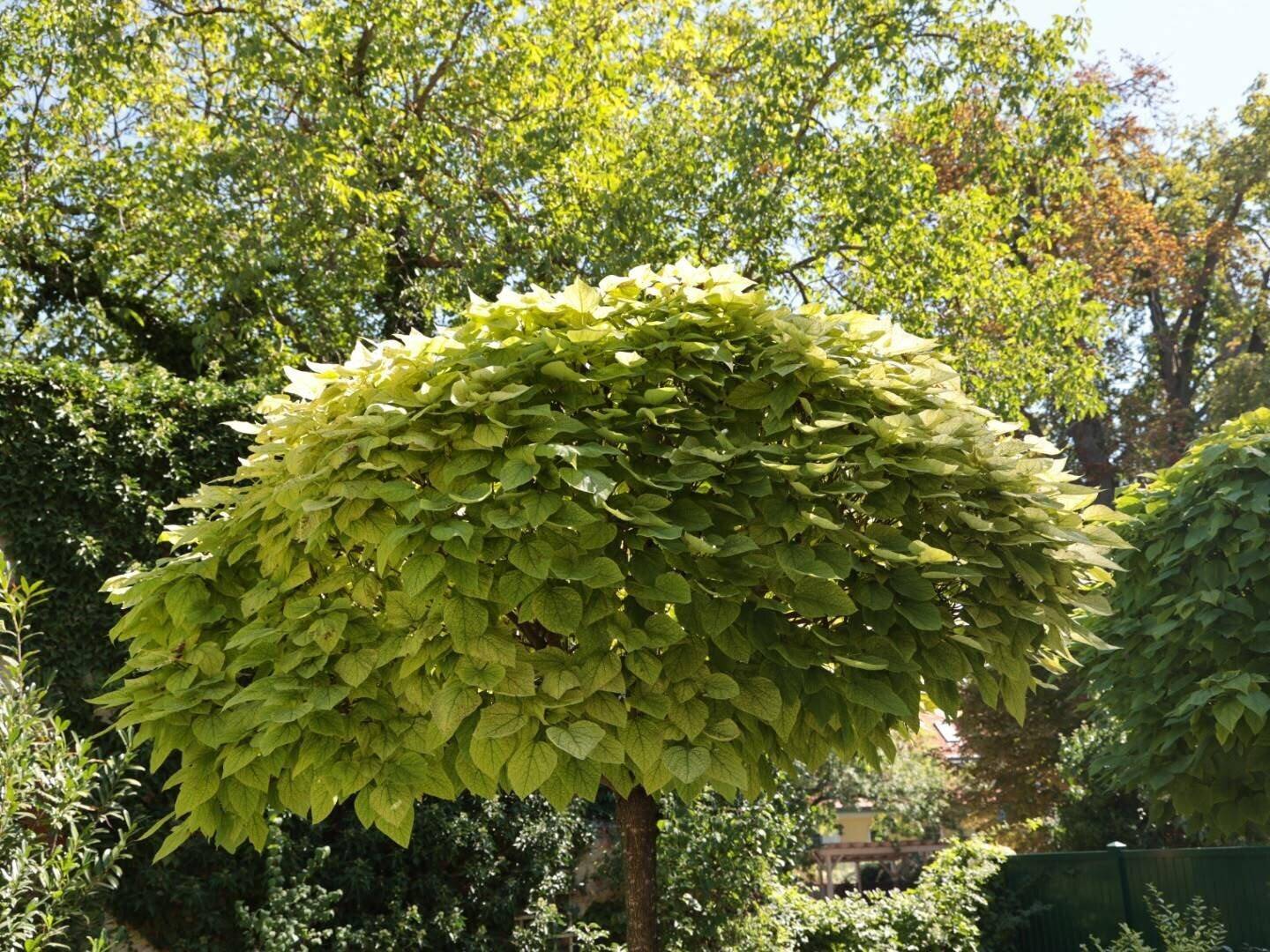 Nahaufnahme eines Zierbaumes mit dichtem, hellgrünem Laub, der im Sonnenlicht leuchtet.