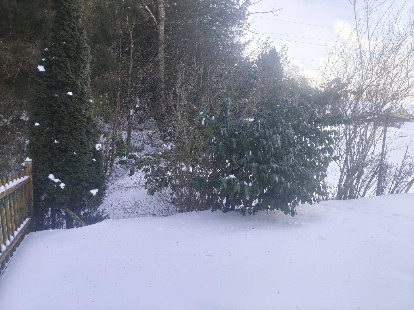 Winterlicher Garten mit Schnee bedeckt, umgeben von Bäumen und Sträuchern.