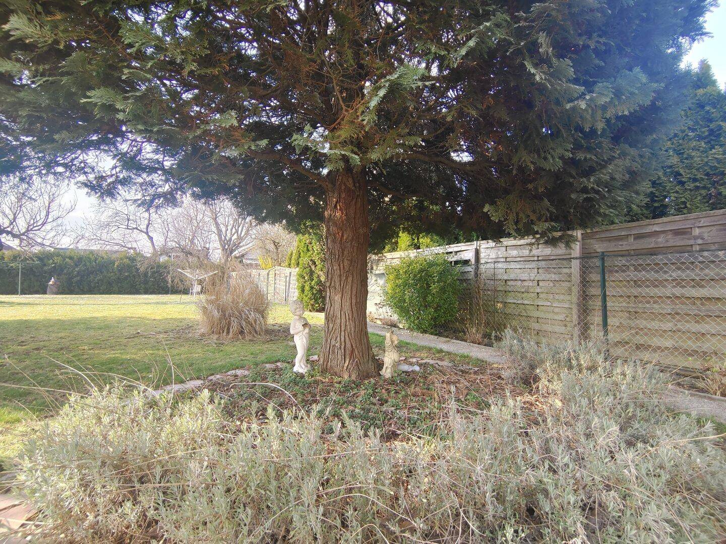 Gepflegter Gartenbereich mit einem großen Baum, Sträuchern und einem Holzzaun im Hintergrund.