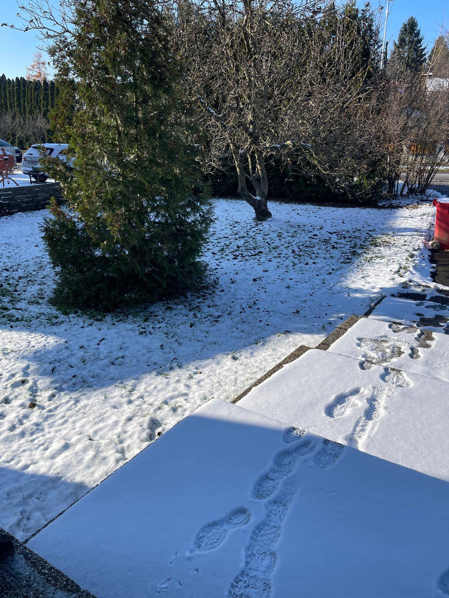 Schneebedeckter Vorgarten mit Fußspuren im Schnee und immergrünen Bäumen an einem sonnigen Wintertag.