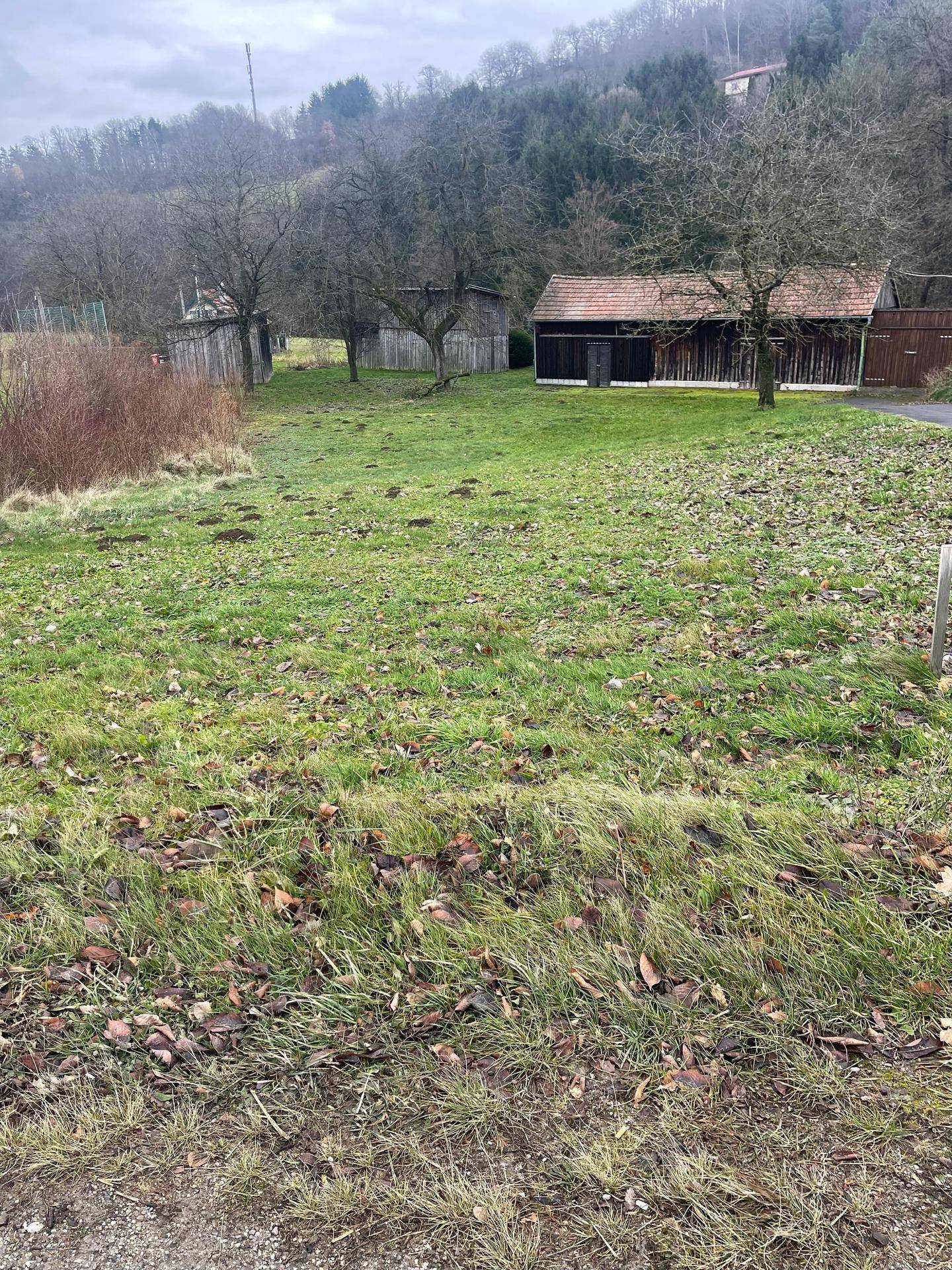 Weitläufige grüne Wiese mit Herbstlaub und einem Holzschuppen sowie Bäumen im Hintergrund.