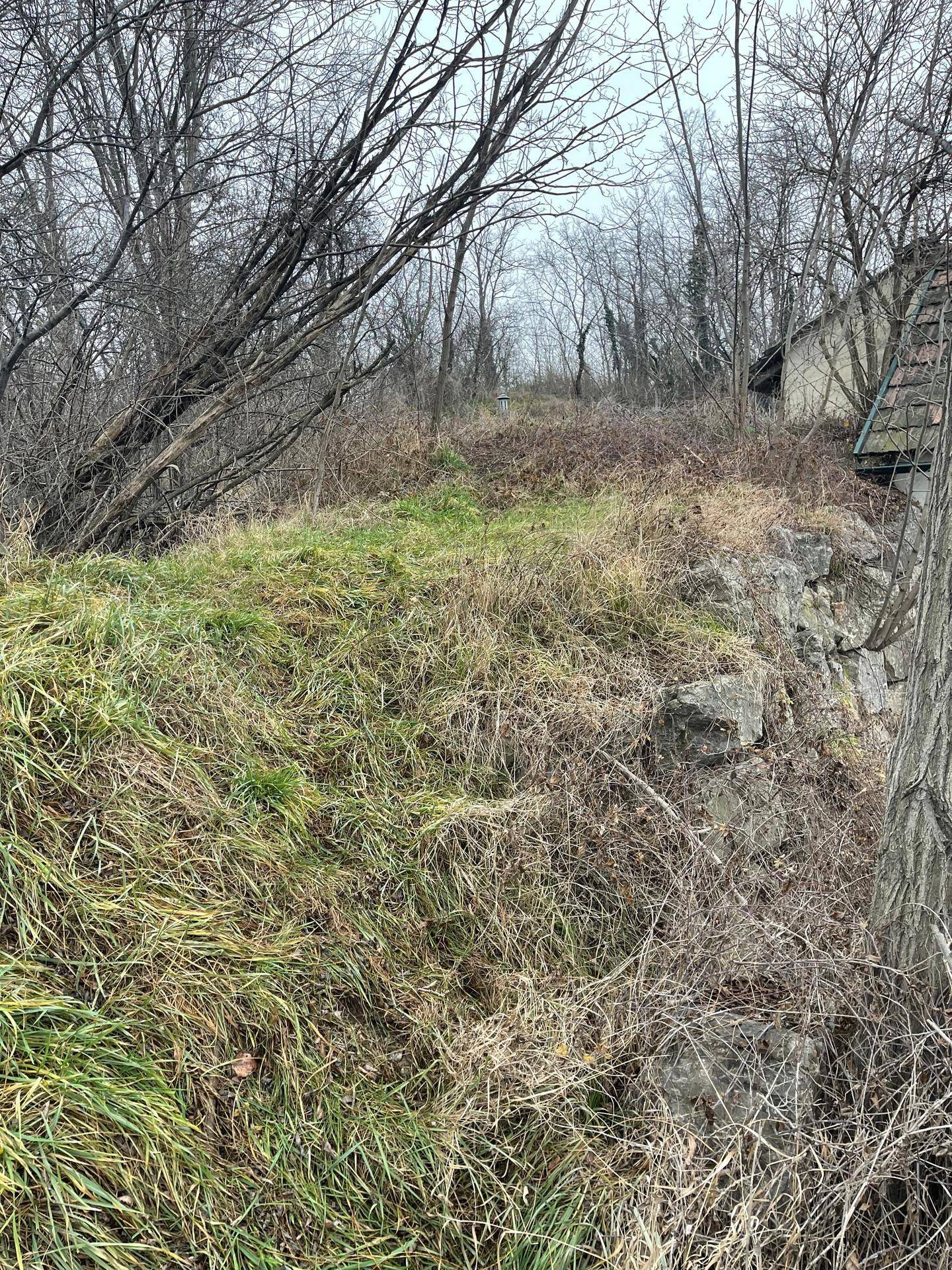 Natürliche Landschaft mit Gras, Sträuchern und Bäumen, umgeben von einer alten Steinmauer, im ländlichen Raum.