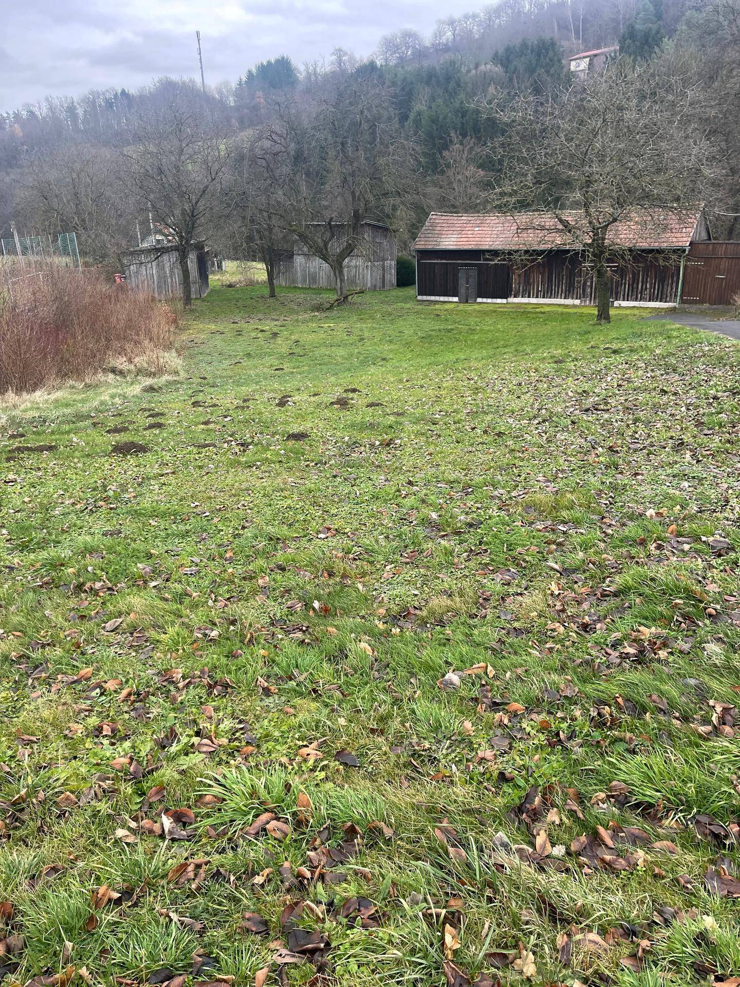 Weitläufige grüne Wiese mit Herbstlaub und einem Holzschuppen sowie Bäumen im Hintergrund.