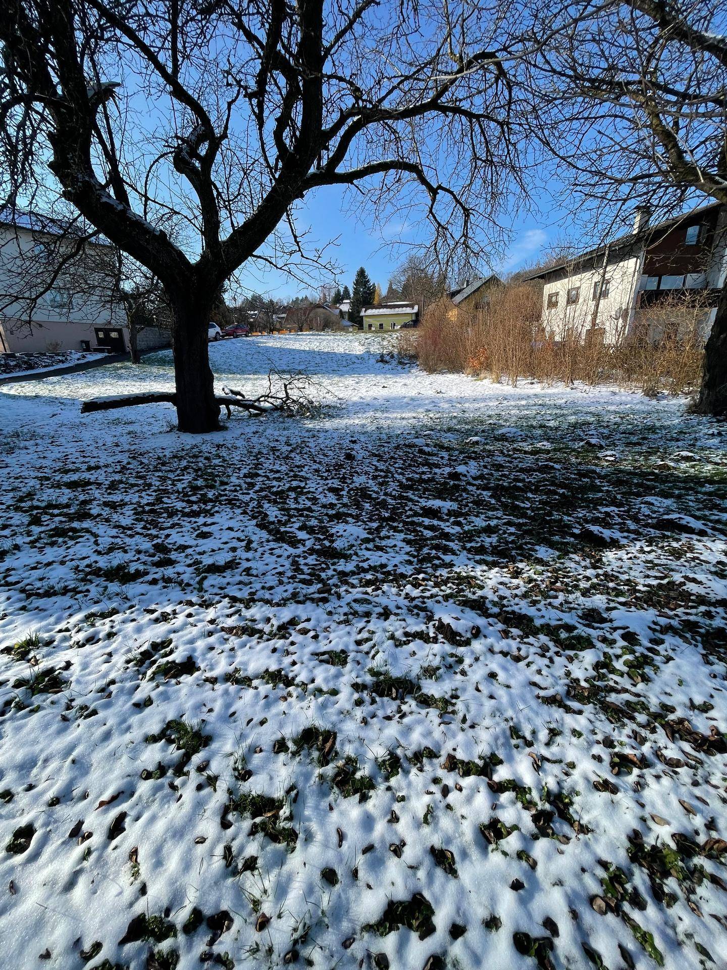 Schneebedeckter Garten mit einem großen kahlen Baum und weiteren Häusern in der Ferne.