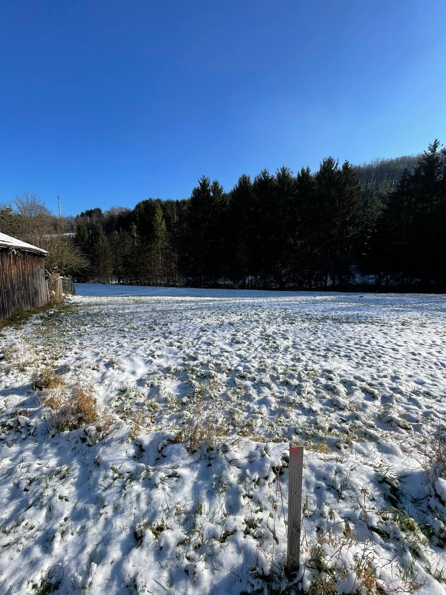 Weitläufiges, schneebedecktes Feld mit einer Reihe von Nadelbäumen und einem Wald im Hintergrund.