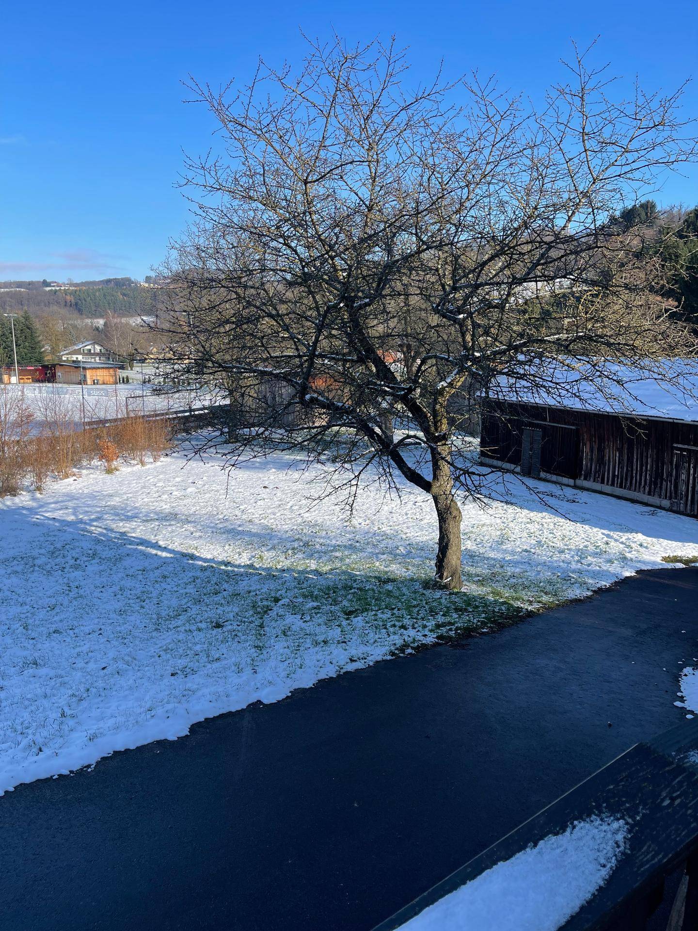 Winterlicher Garten mit einem kahlen Baum und schneebedecktem Rasen unter strahlend blauem Himmel.