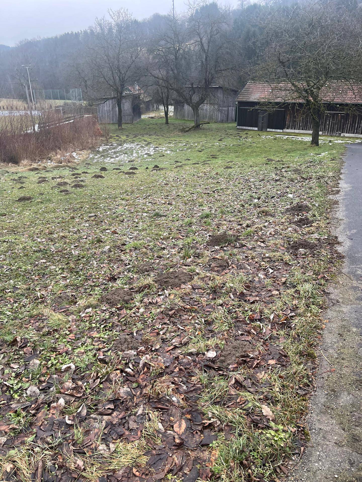 Grüne Wiese mit Herbstlaub und Maulwurfshügeln neben einem Weg und Gebäuden im Hintergrund.