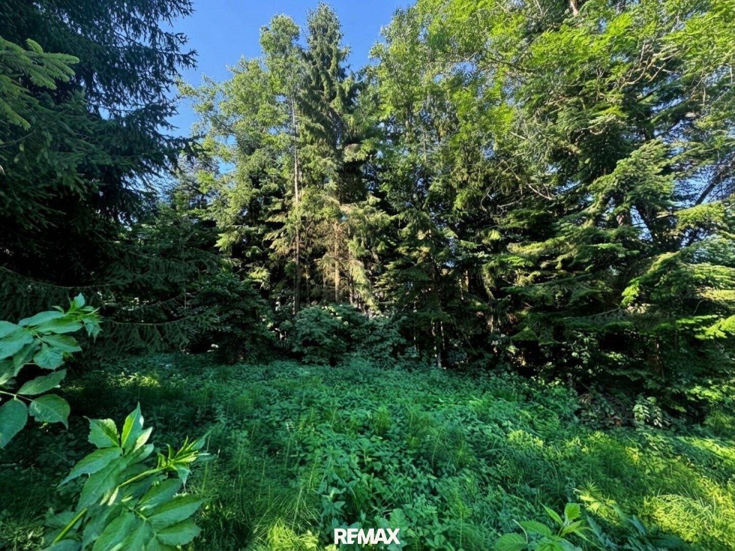 Dichte Waldlandschaft mit üppigem Grün und hohen Bäumen, die das Grundstück umgeben.