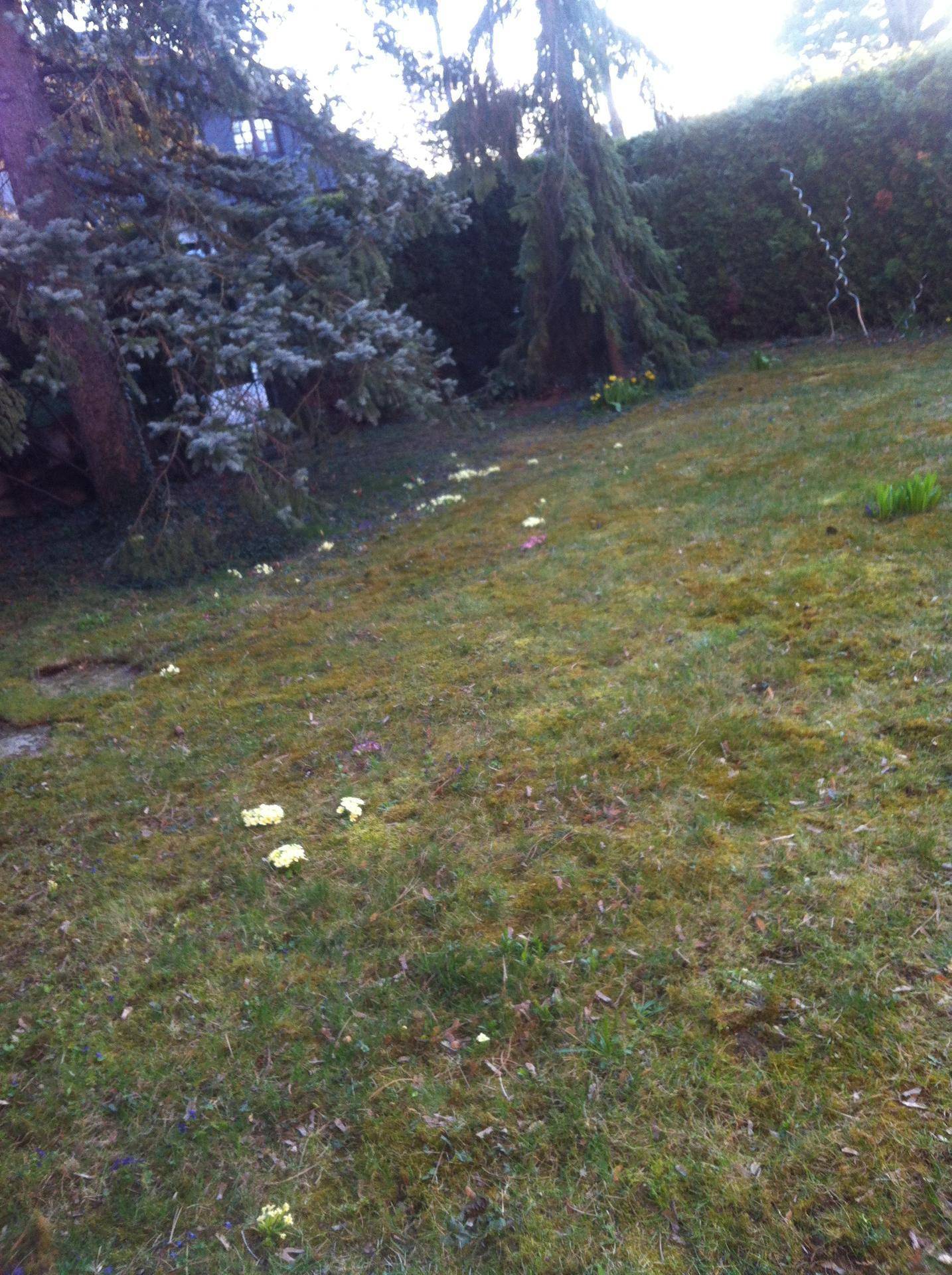 Grüner Gartenbereich mit Rasenfläche, hohen Bäumen und kleinen Frühlingsblumen.
