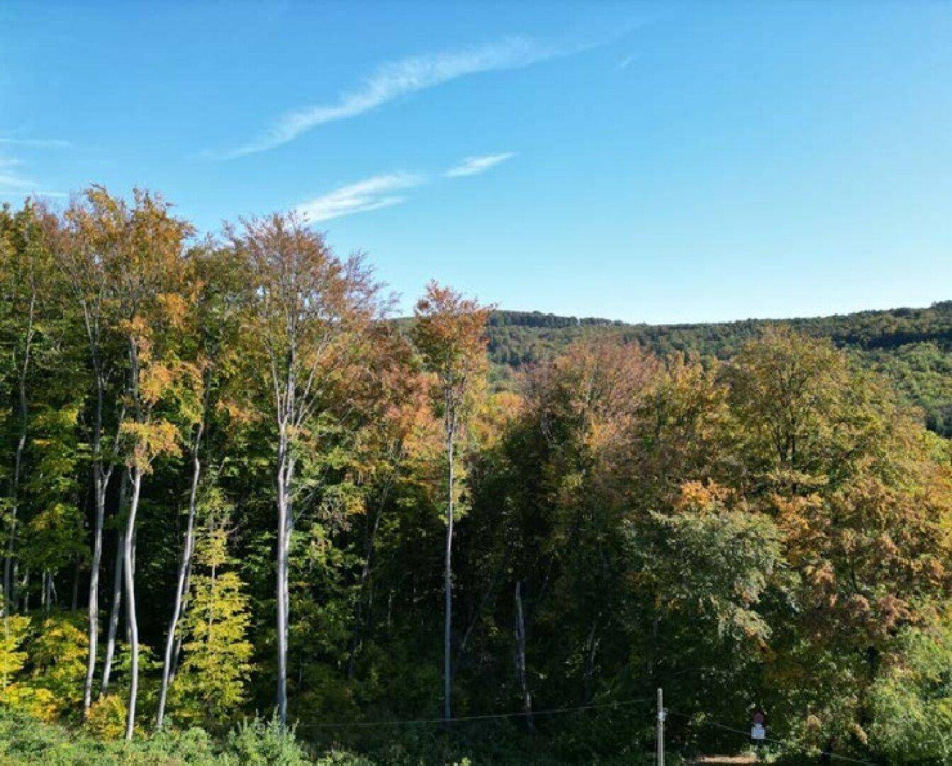 Weitläufiger Blick auf einen dichten Wald mit herbstlich gefärbten Bäumen unter blauem Himmel.