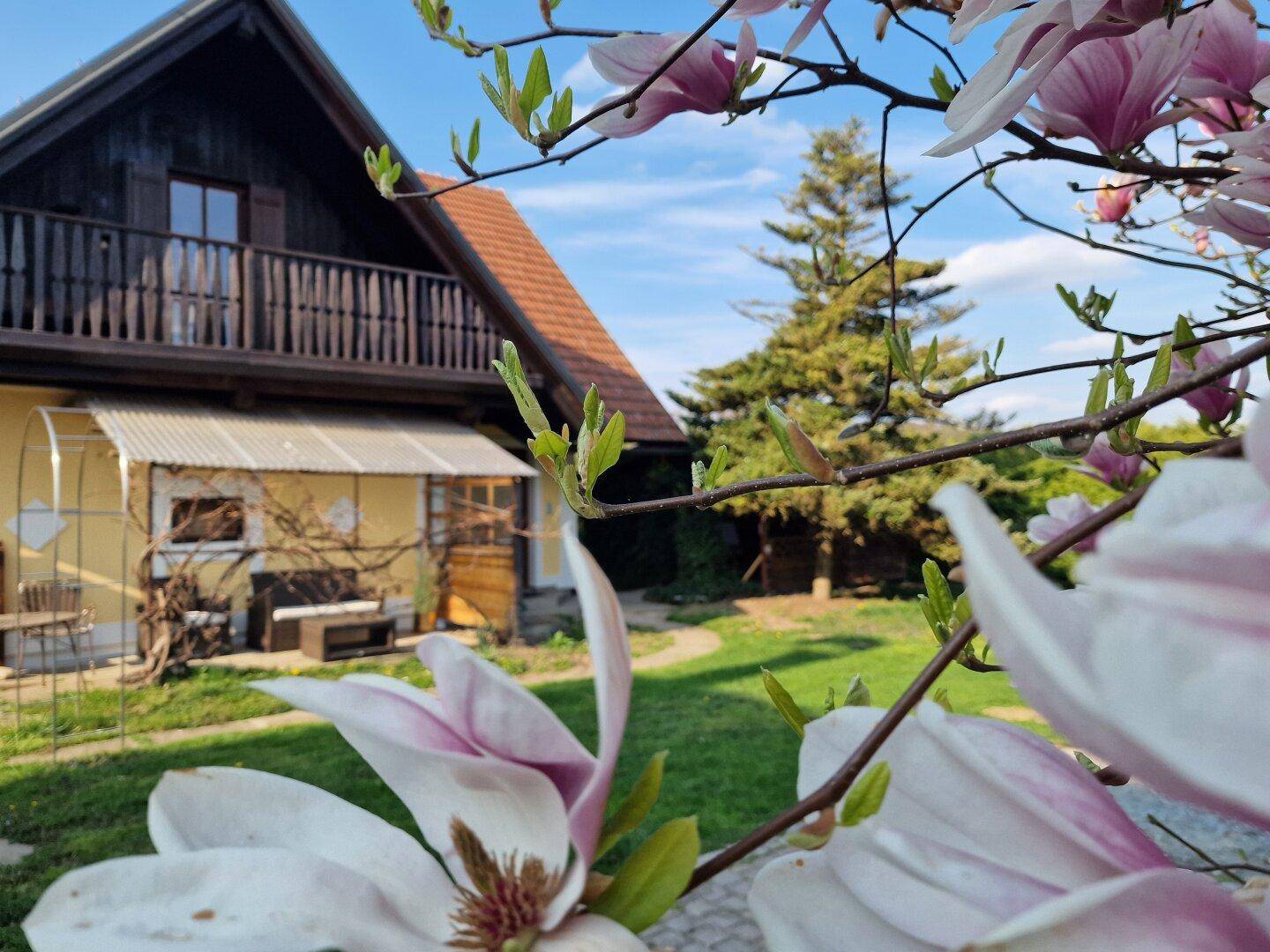 Charmantes Haus mit Holzbalkon und blühenden Magnolien im Vorgarten an einem sonnigen Frühlingstag.