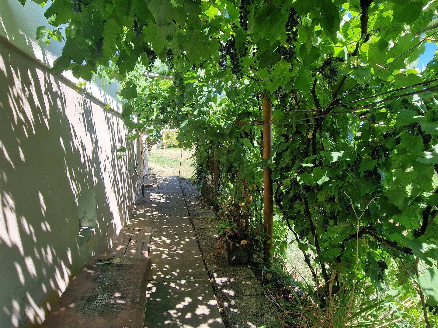 Grüner Weg entlang des Hauses, überdacht von üppigen Weinreben.