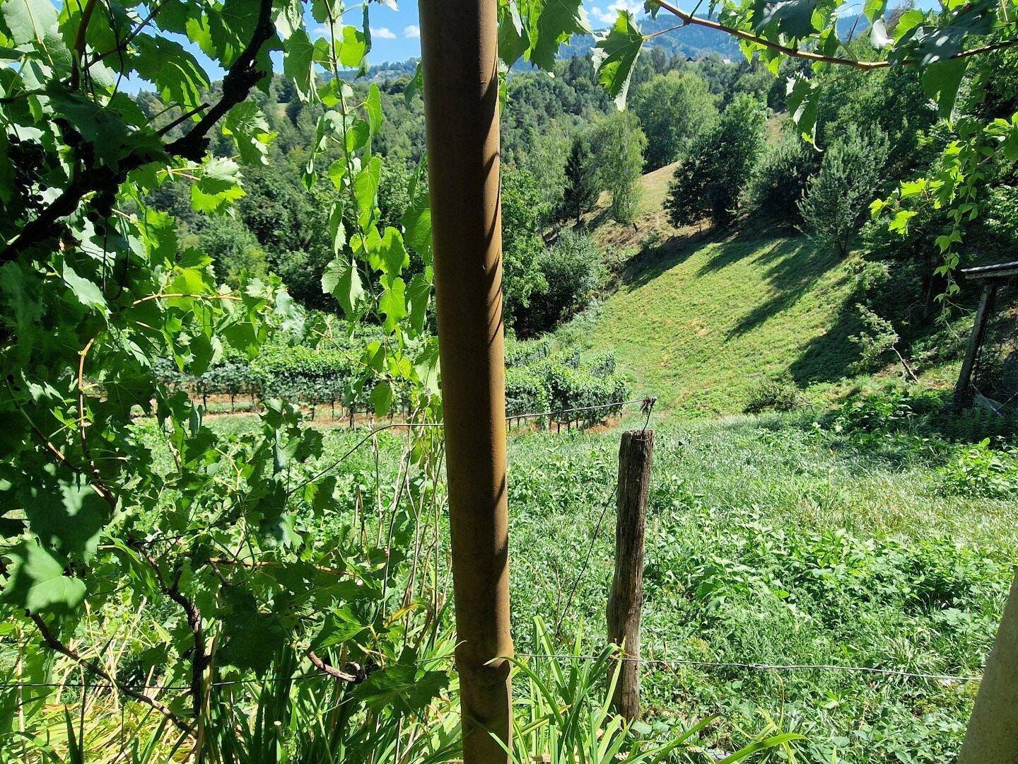 Blick auf einen Weinberg und eine grüne Wiese, umgeben von Bäumen und Natur.