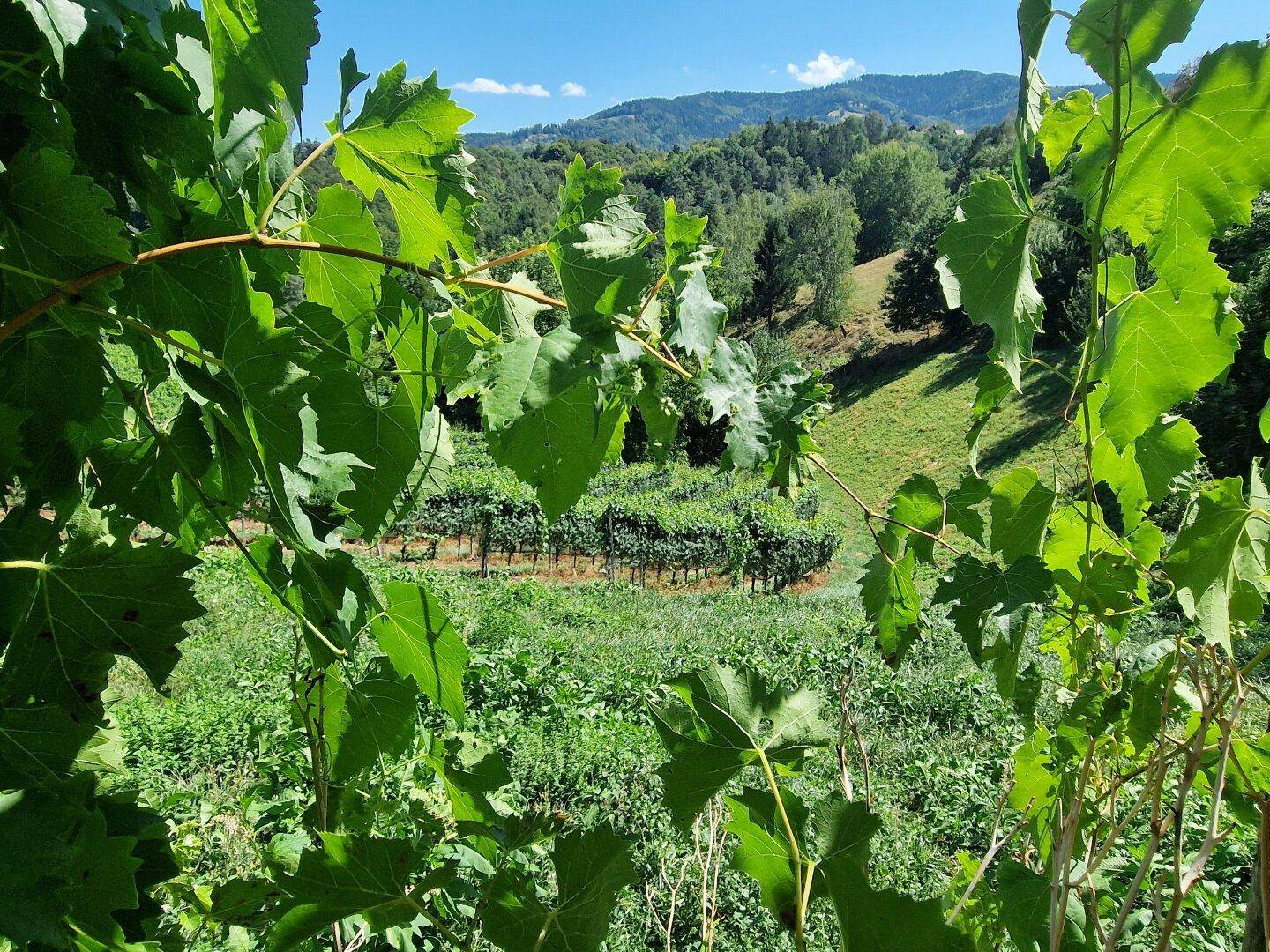 Malerischer Blick auf die Weinberge und die hügelige Landschaft durch grüne Blätter.