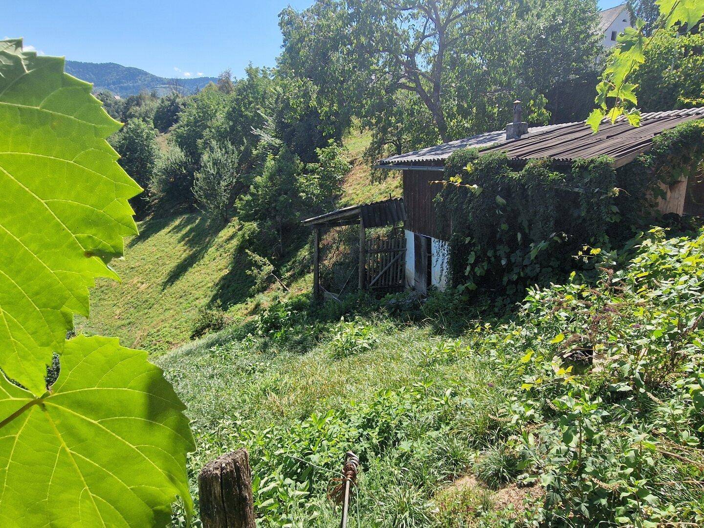 Holzschuppen auf einem grünen Hang, umgeben von Bäumen und Weinreben.
