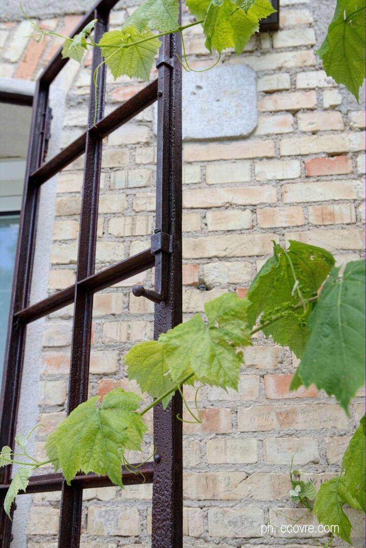 Rostiger Metallfensterrahmen mit Weinranken vor einer alten Ziegelwand im Sonnenlicht.