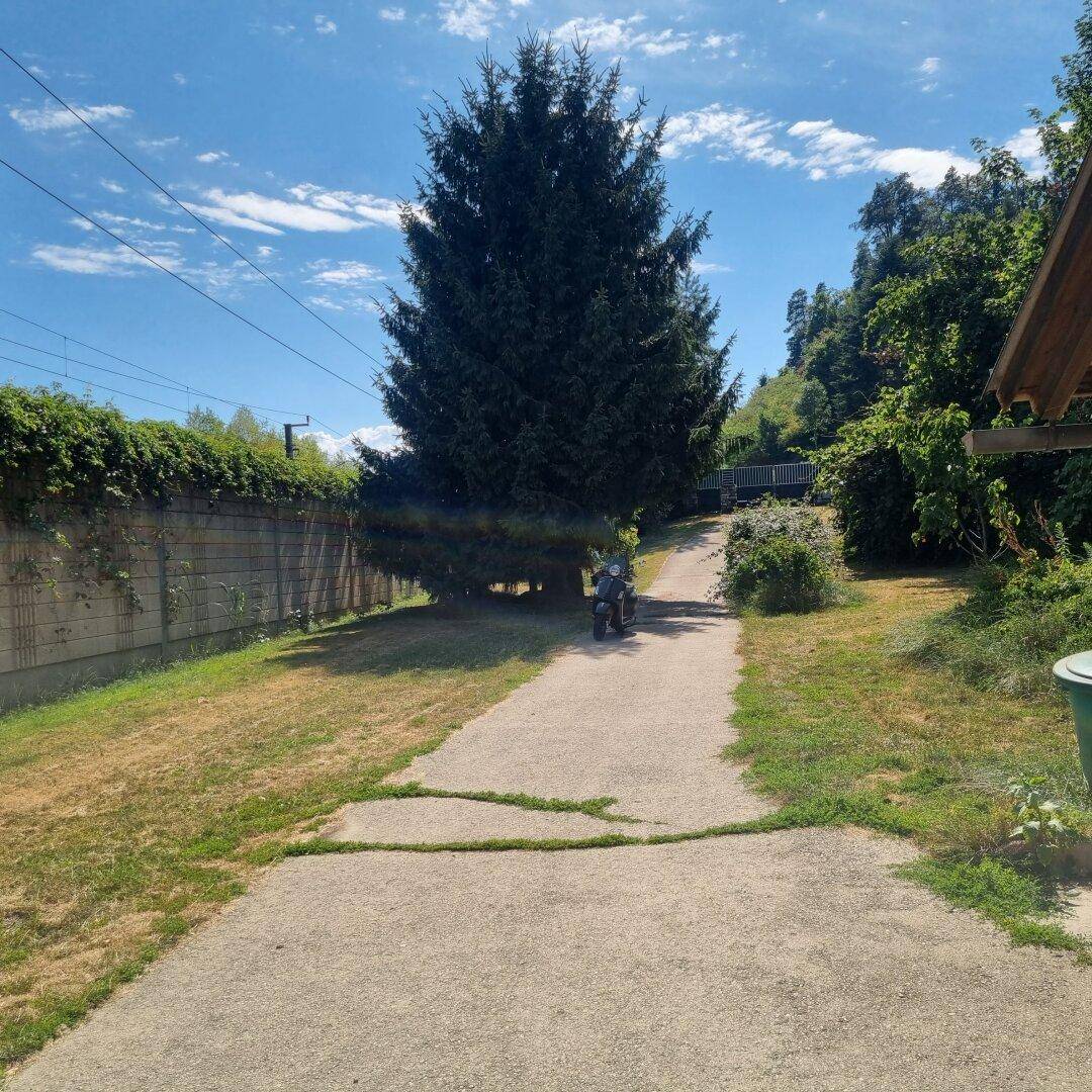 Zufahrt zum Haus mit großem Nadelbaum und grünem Rasenbereich unter blauem Sommerhimmel.