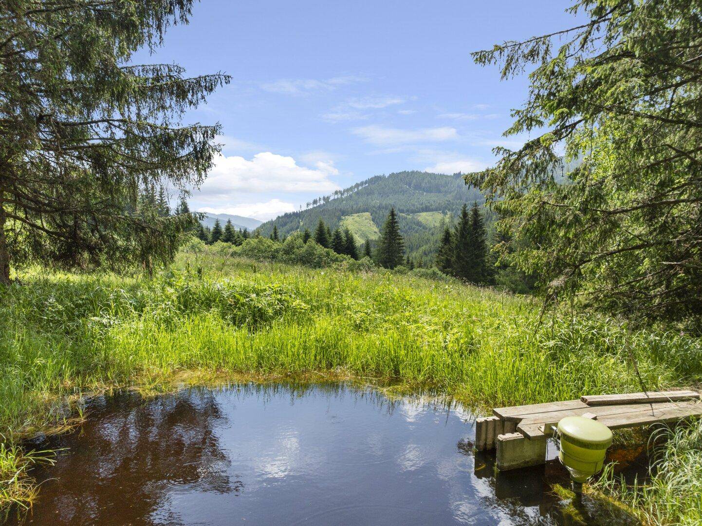 Idyllischer kleiner Teich in einer grünen Wiese, umgeben von Bäumen und Bergen im Hintergrund.