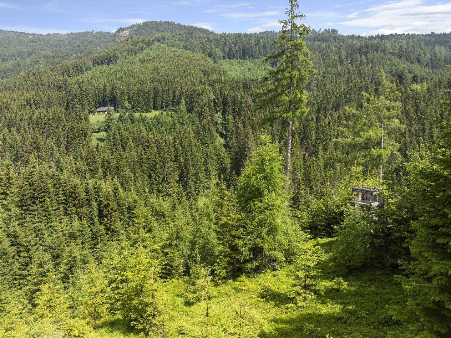 Dichter Nadelwald mit einem Hochstand und einem kleinen Gebäude in der Ferne.