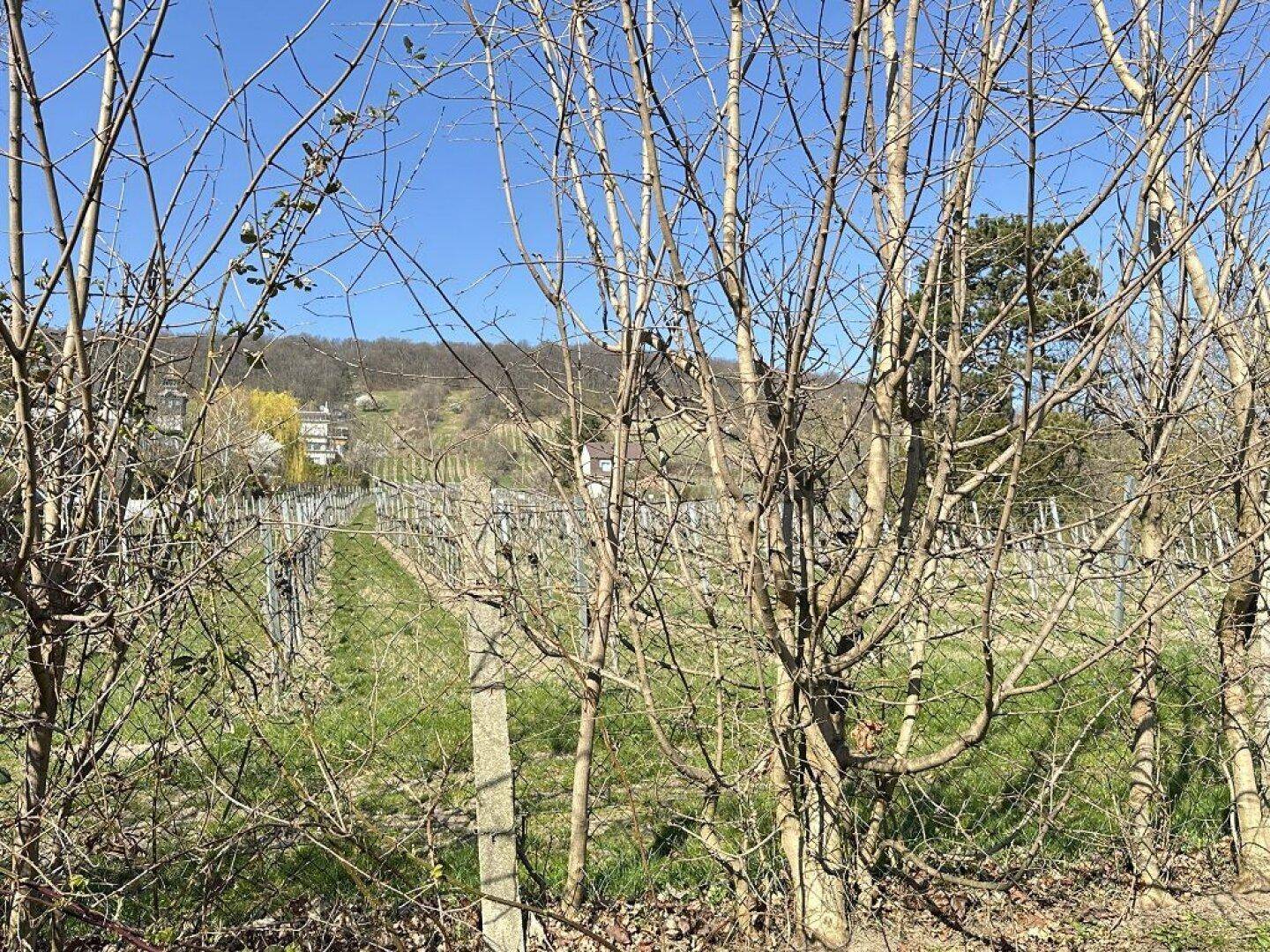 Blick auf einen Weinberg mit Reben und Hügeln im Hintergrund unter strahlendem Sonnenschein.
