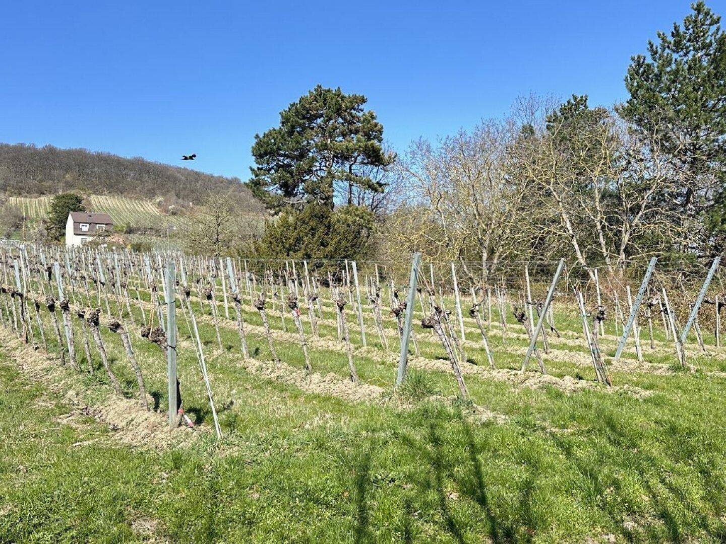Weitläufiger Weinberg mit jungen Reben und einem Haus am Hügel unter blauem Himmel.