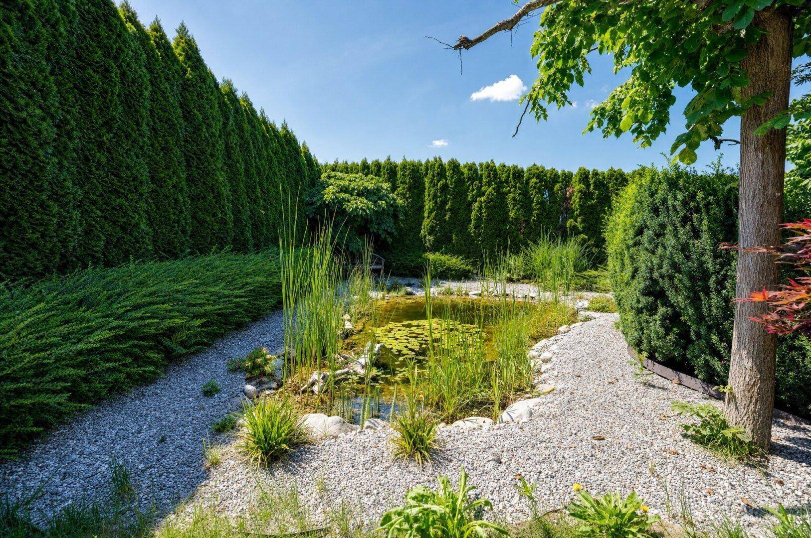 Natürlicher Gartenteich umgeben von üppigem Grün, hohen Hecken und einem Kiesweg unter blauem Himmel.