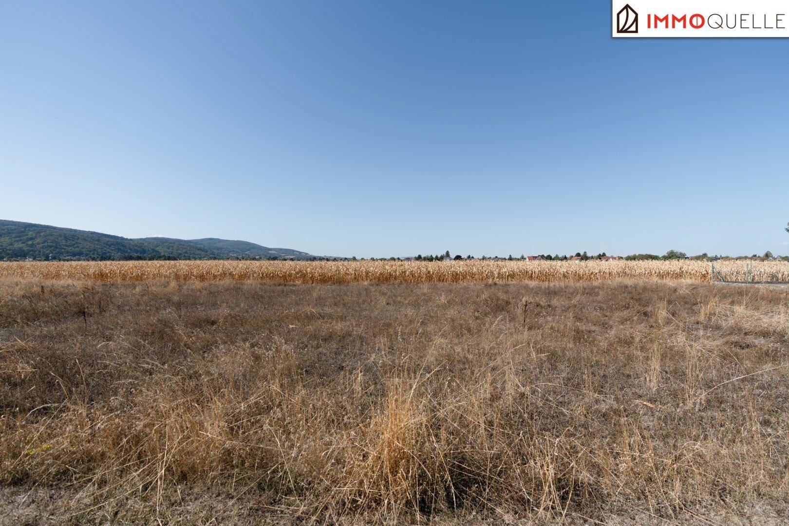 Weitläufiges Feld mit reifem Getreide unter blauem Himmel, umgeben von einer ländlichen Landschaft.