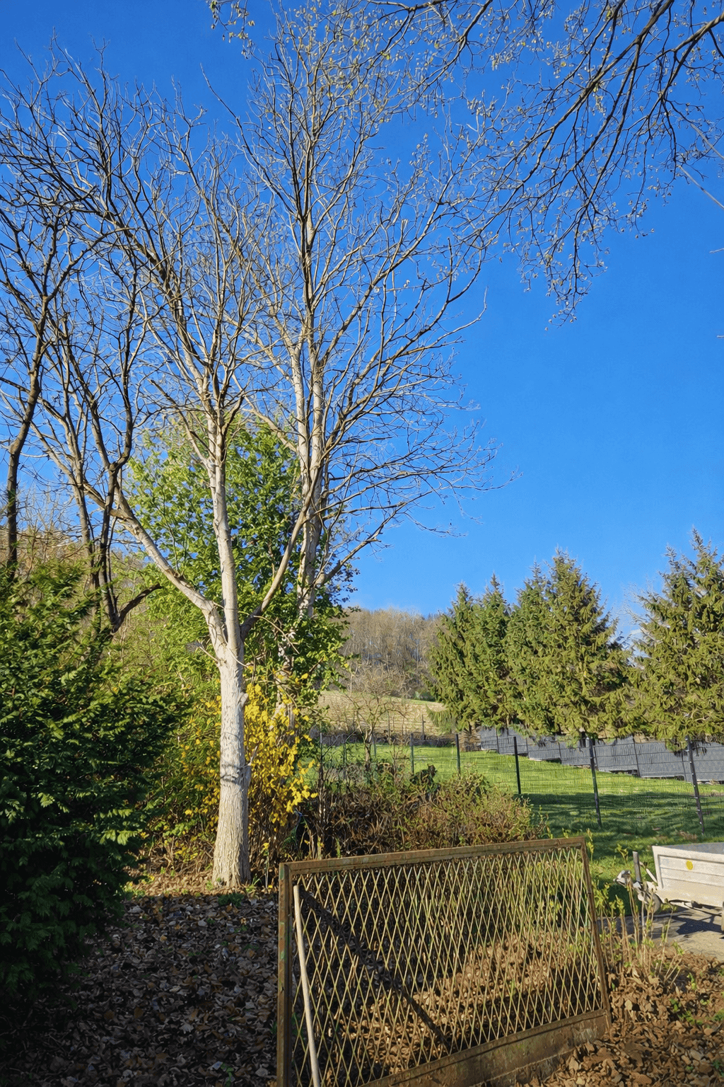 Gartenbereich mit verschiedenen Bäumen, einem Zaun und Blick auf bewaldete Hügel.