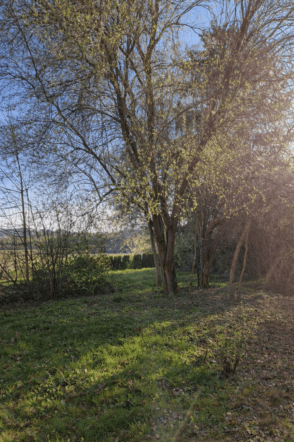 Sonniger Gartenbereich mit hohen Bäumen und grünem Gras, umgeben von Natur.