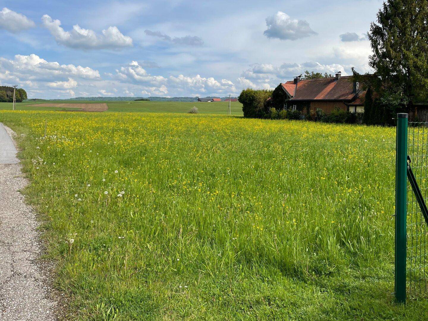 Blick über eine blühende Wiese mit gelben Blumen und einem Haus am Horizont unter bewölktem Himmel.