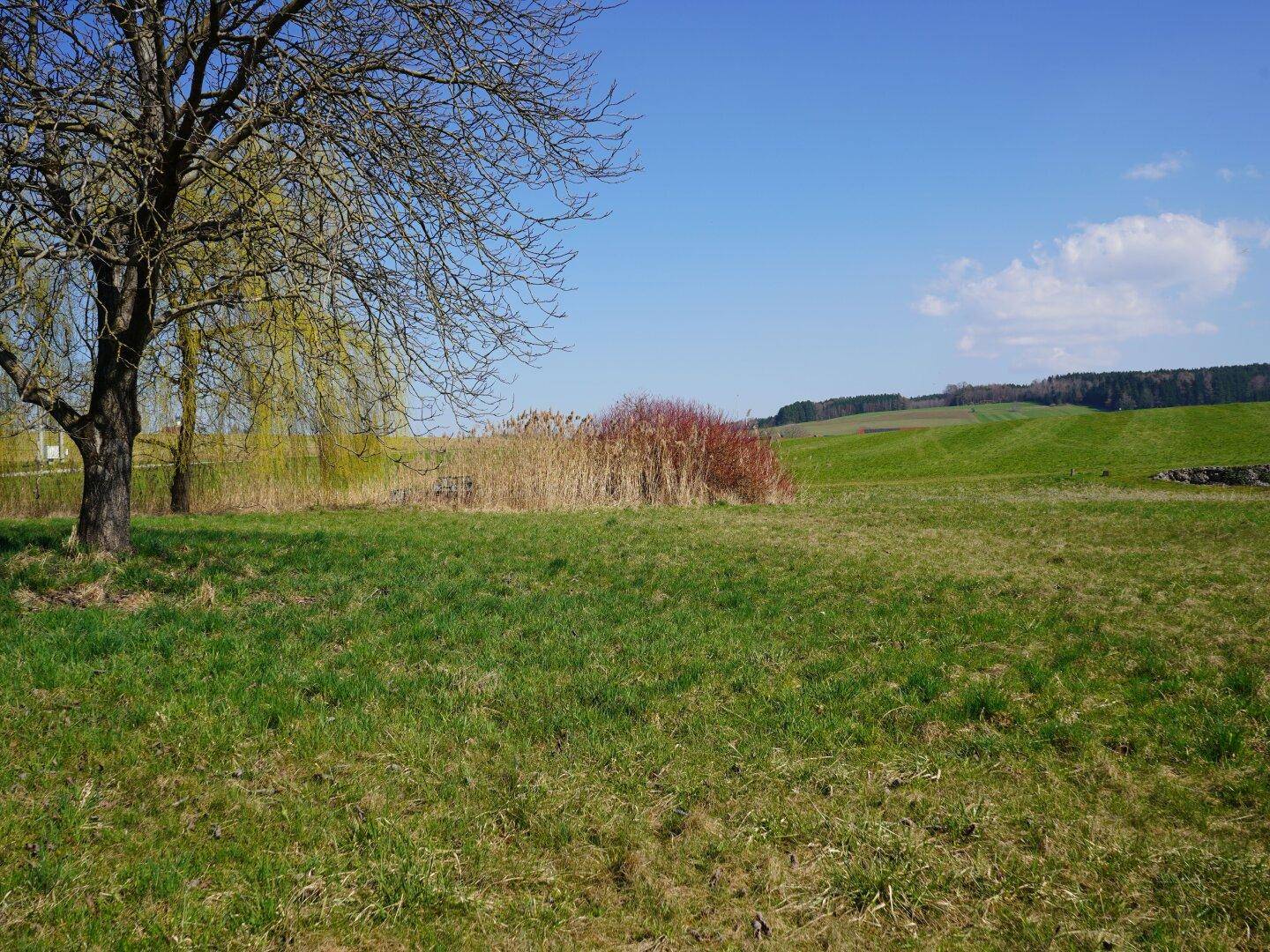 BAUEN NAHE SALZBURG | Leistbares Baugrundstück in Moosdorf am Grünland | Für Ihr Einfamilienhaus - Ansicht 3