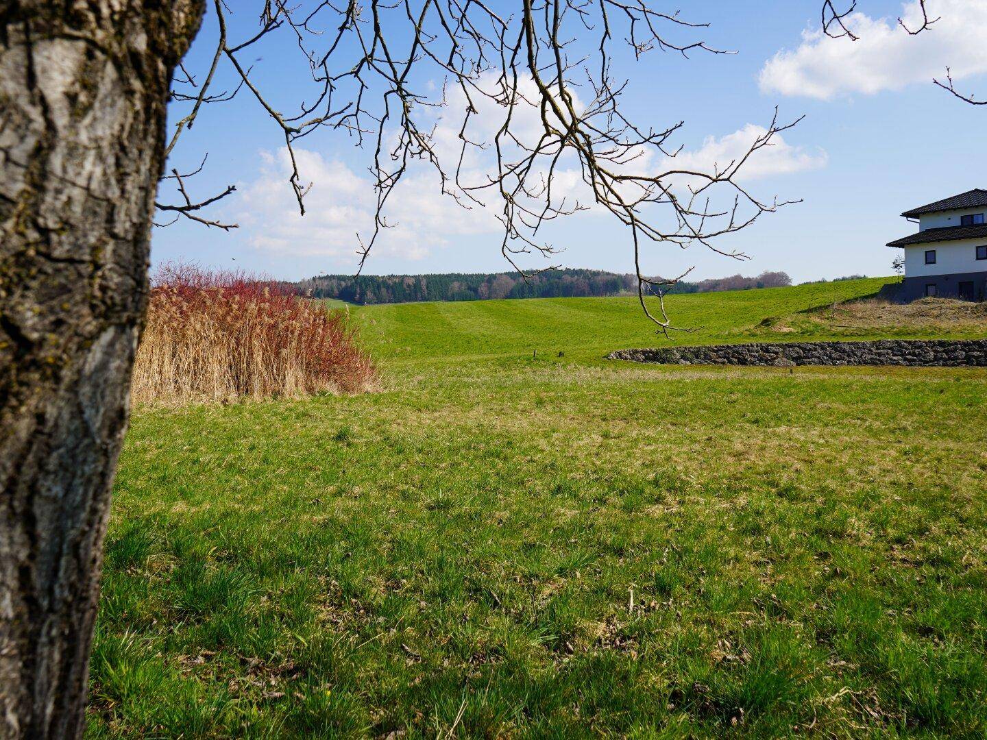 BAUEN NAHE SALZBURG | Leistbares Baugrundstück in Moosdorf am Grünland | Für Ihr Einfamilienhaus - Mehr