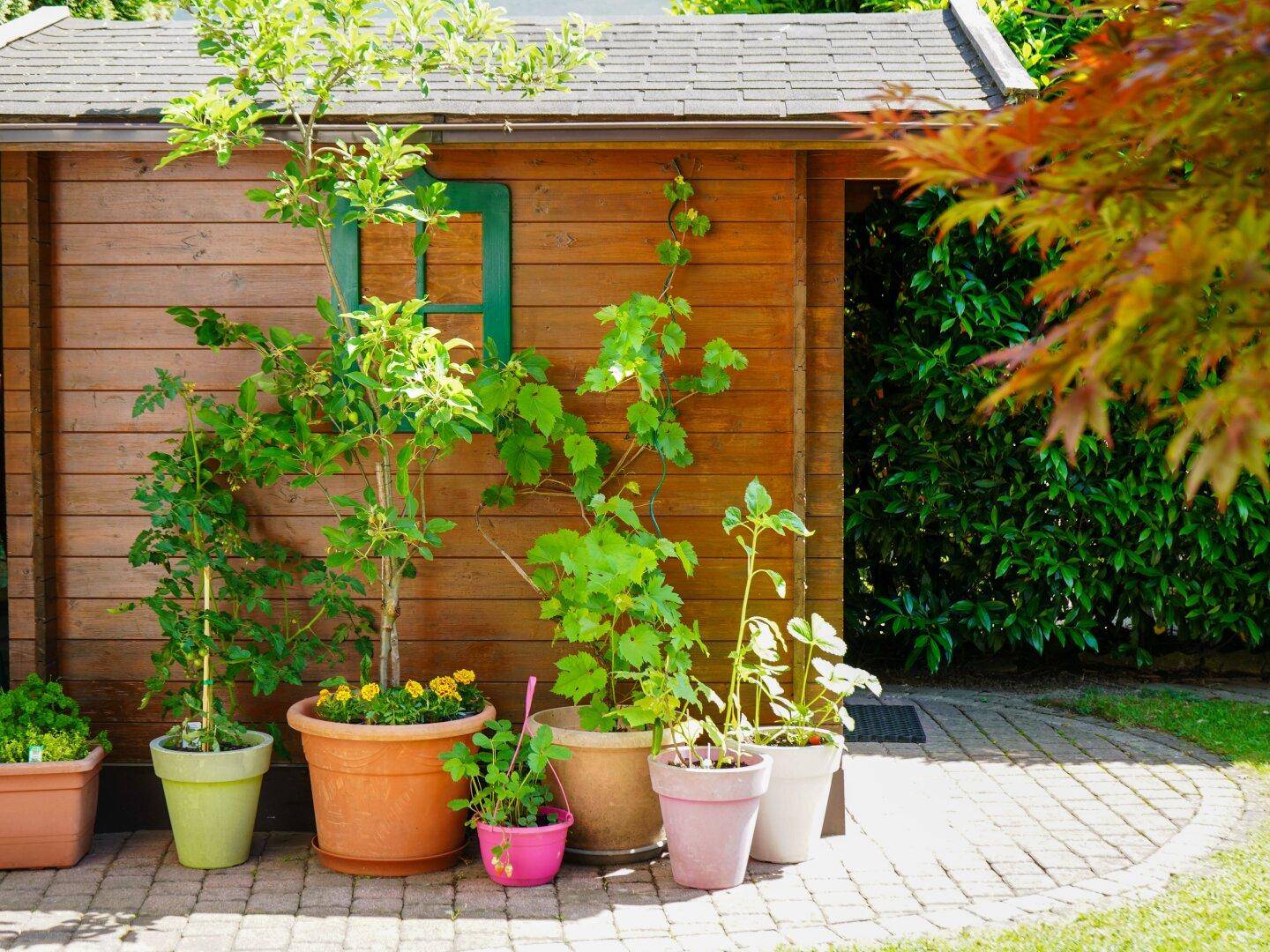 Holzschuppen im Garten mit verschiedenen Topfpflanzen auf dem gepflasterten Weg, umgeben von Grün.