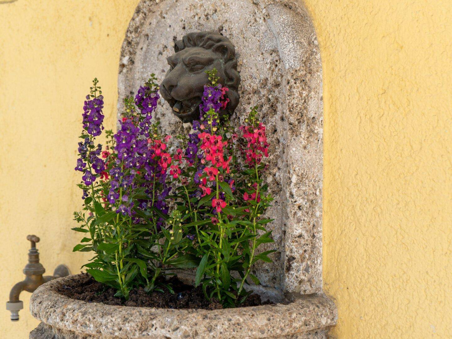 Dekorativer Steinbrunnen mit Löwenkopf und bunten Blumen in einem Gartenbereich.