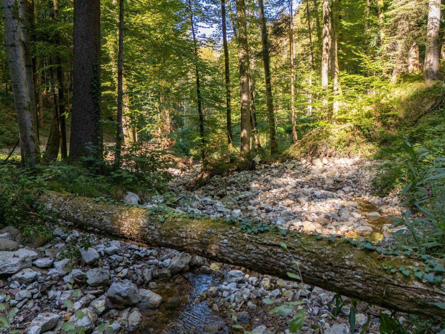 Natürliche Waldlandschaft mit einem umgestürzten Baumstamm über einem Bach, umgeben von Felsen und Grün.